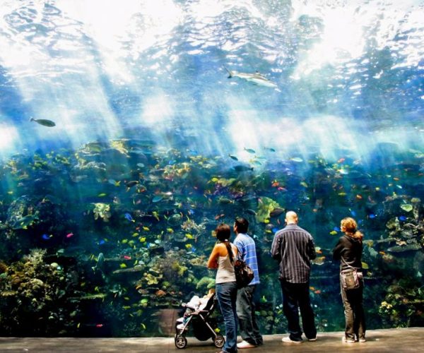 Atlanta: Georgia Aquarium Skip-the-Box-Office Entry Ticket – Atlanta, GA