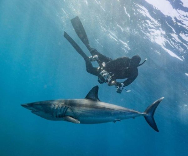 Cabo San Lucas: Pelagic Shark Snorkeling Tour – Cabo San Lucas, Mexico