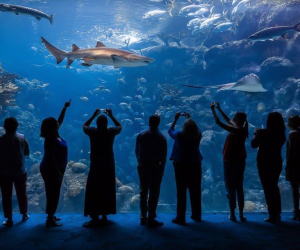 Tampa: The Florida Aquarium Ticket – Tampa, FL