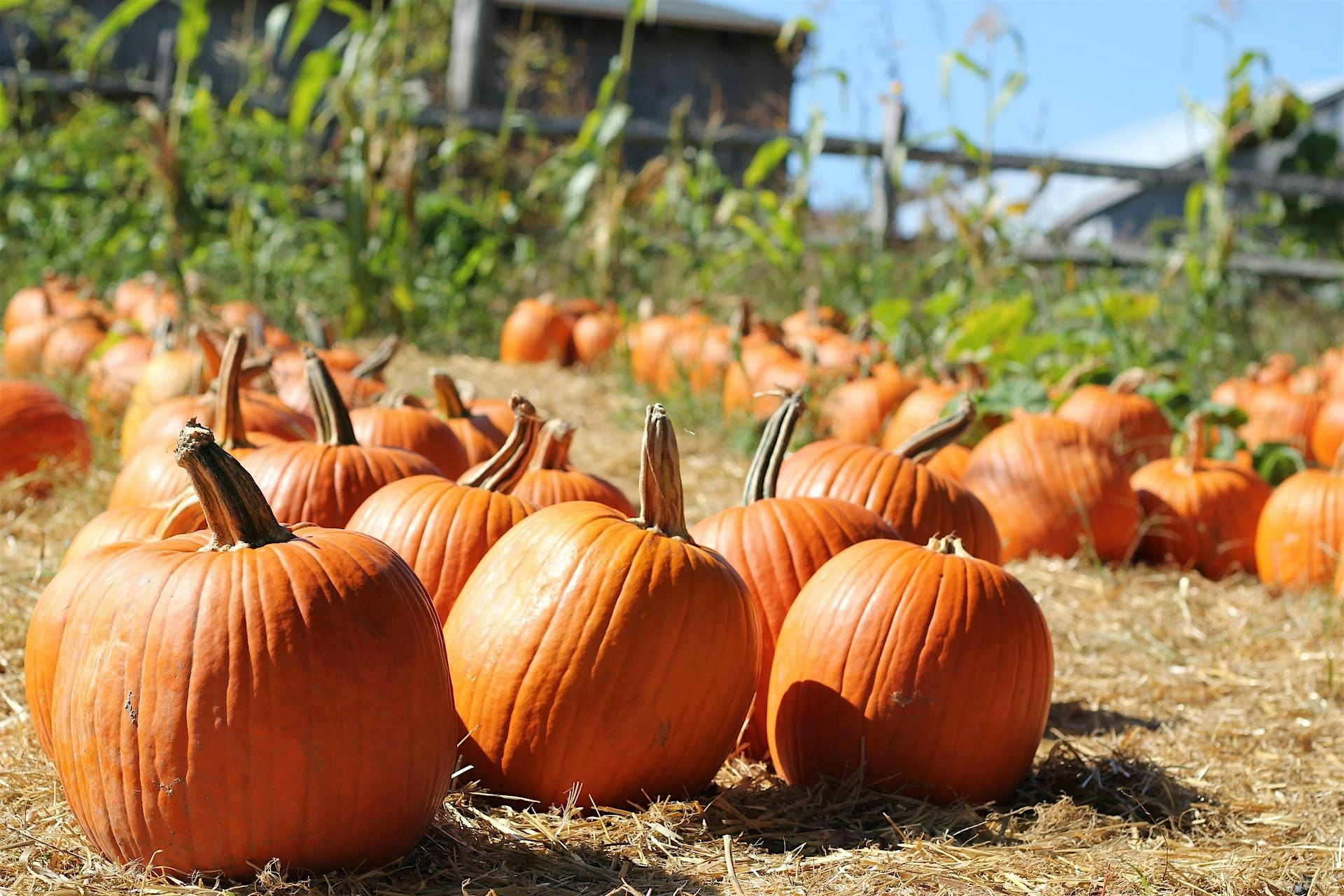 Phoenix Vintage Society at the Pumpkin Patch – Gilbert, AZ