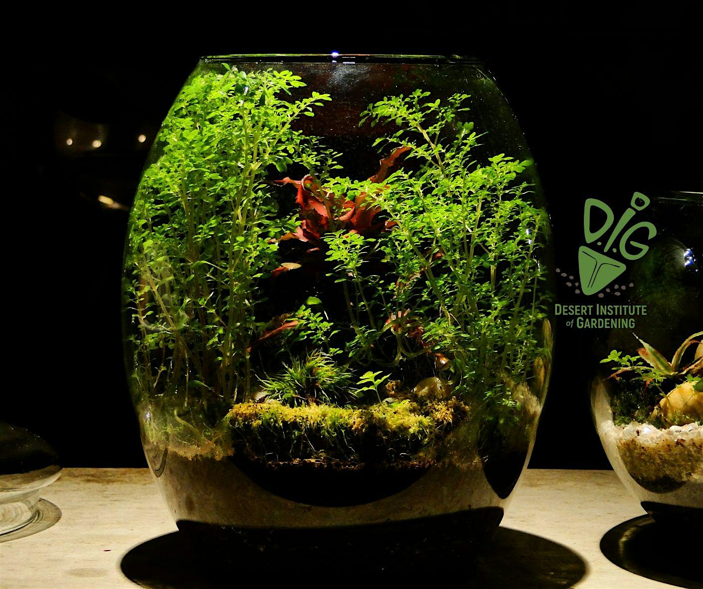 DIG IN-PERSON: What the -arium? Terrarium Basics – Phoenix, AZ