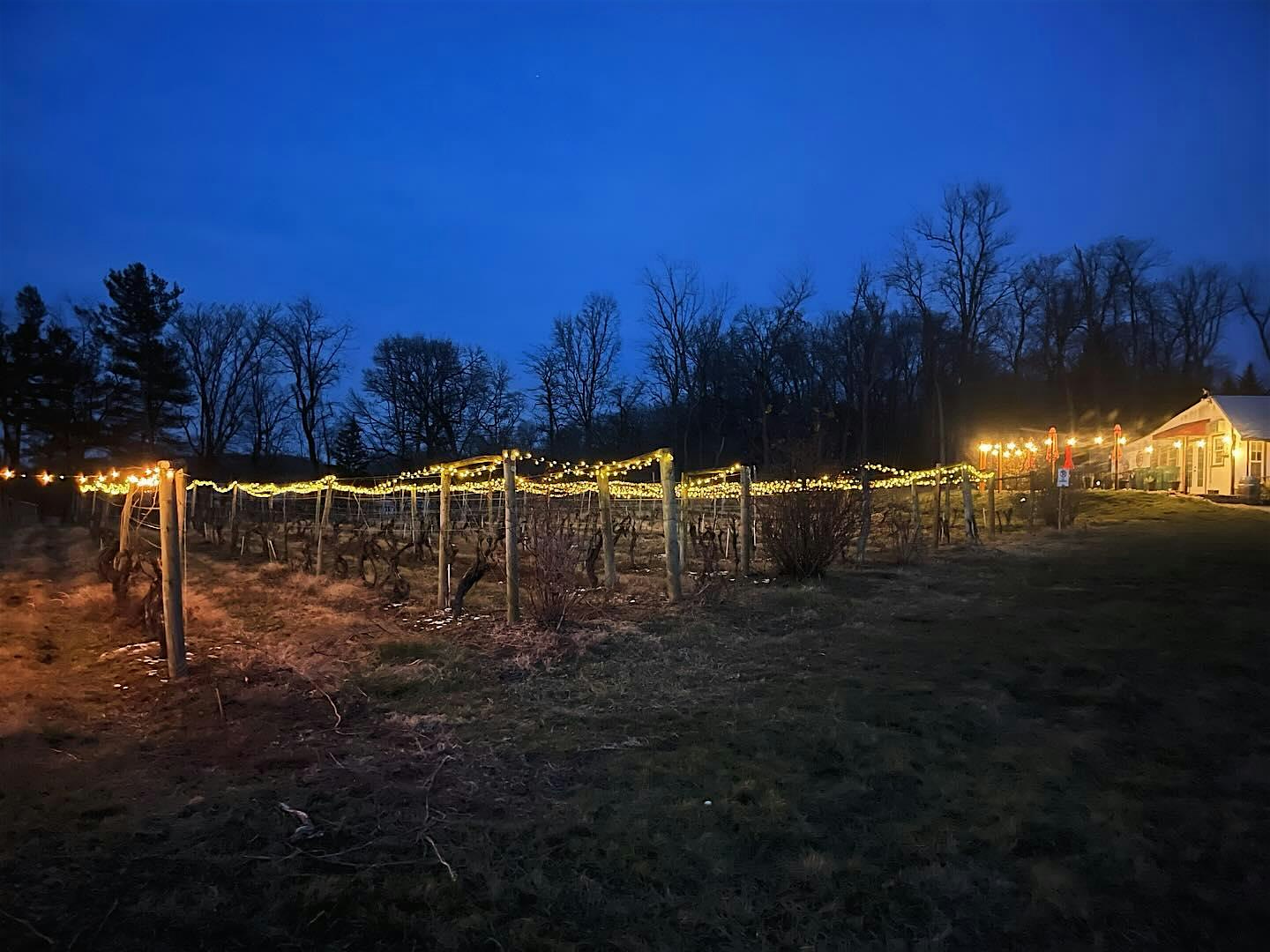 2nd annual Lighting of the vines – Mount Airy, MD