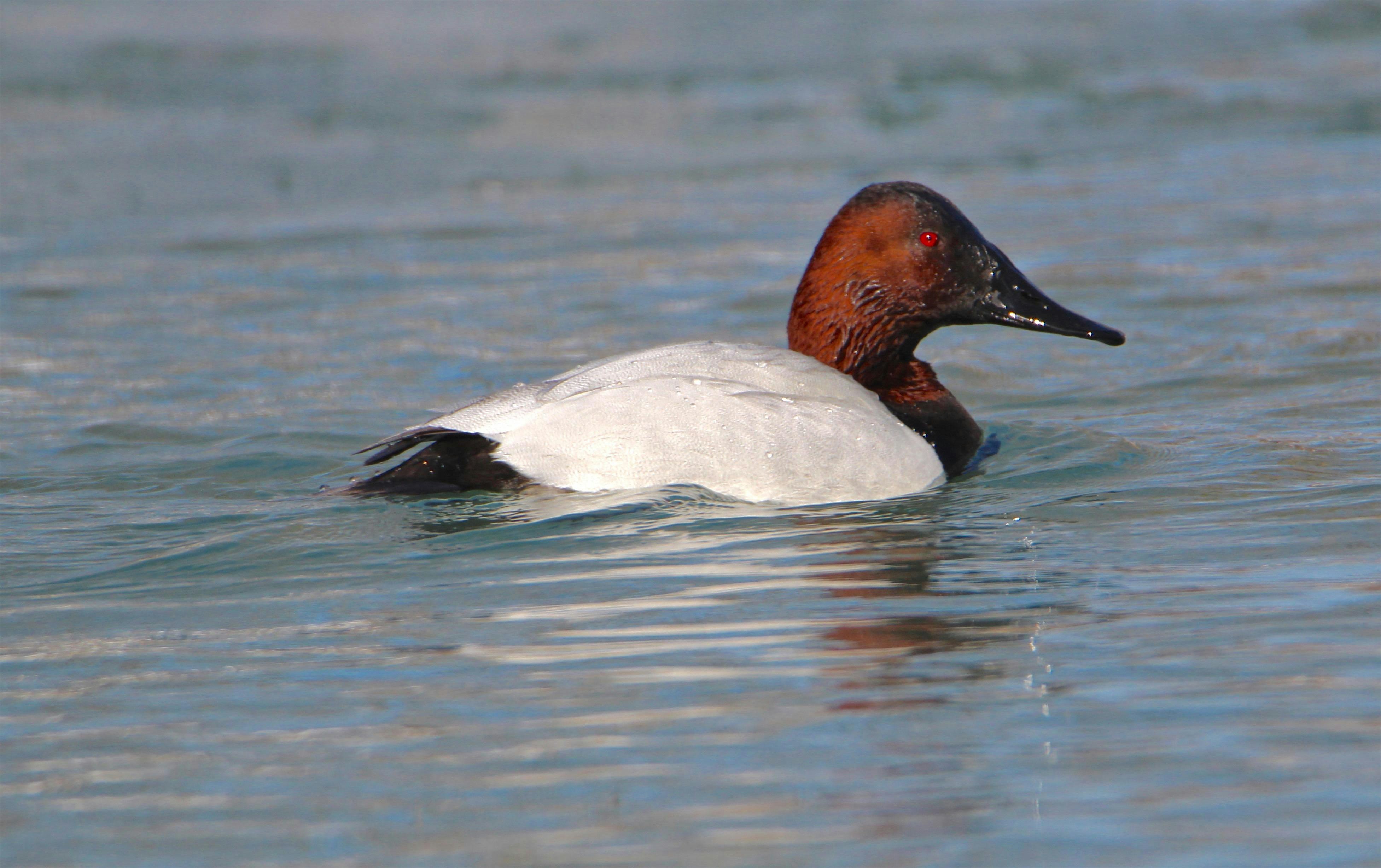 Belle Isle Winter Birding – Detroit, MI