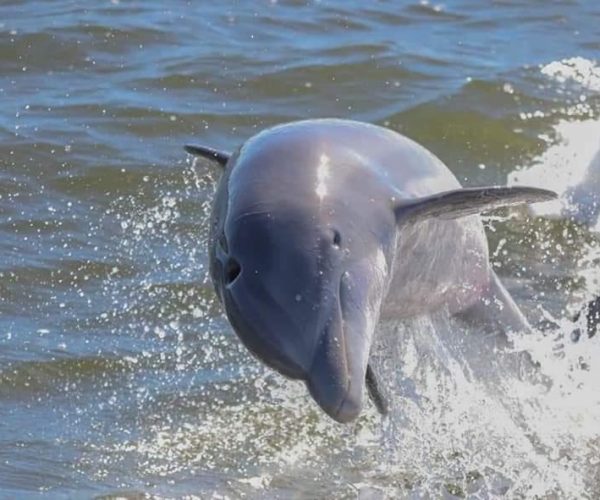 2-Hour Dolphin and Nature Eco Tour from Orange Beach – Orange Beach, Alabama