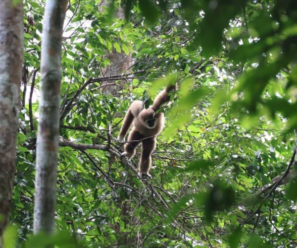 Bukitlawang Orangutan : 3 Days Group Jungle Trek – Riau, Indonesia