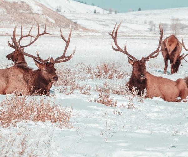 4-Day Winter Yellowstone Tour – Great Salt Lake, Utah