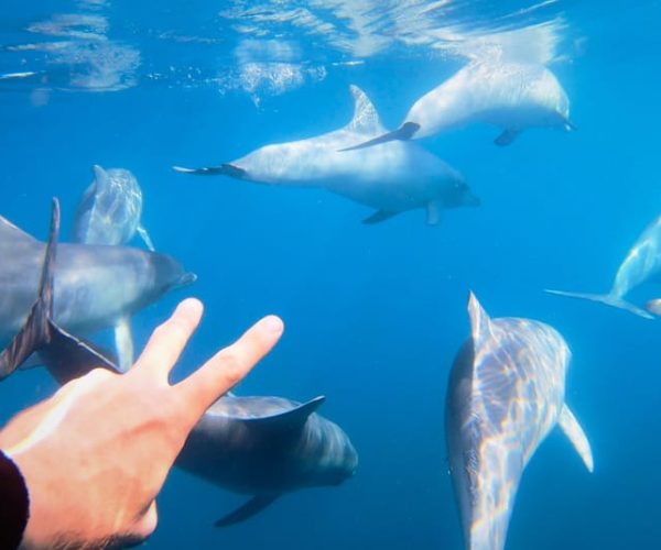 Adelaide: 3.5-Hour Swimming with Dolphins Experience – South Australia, Australia