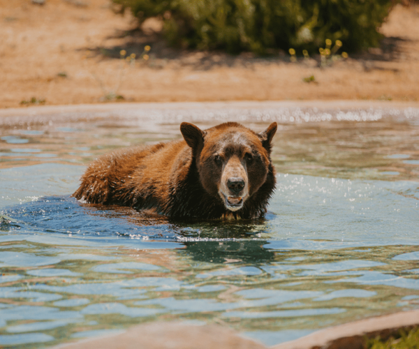 Alpine: Lions Tigers & Bears Sanctuary Visit and Tour – California, California