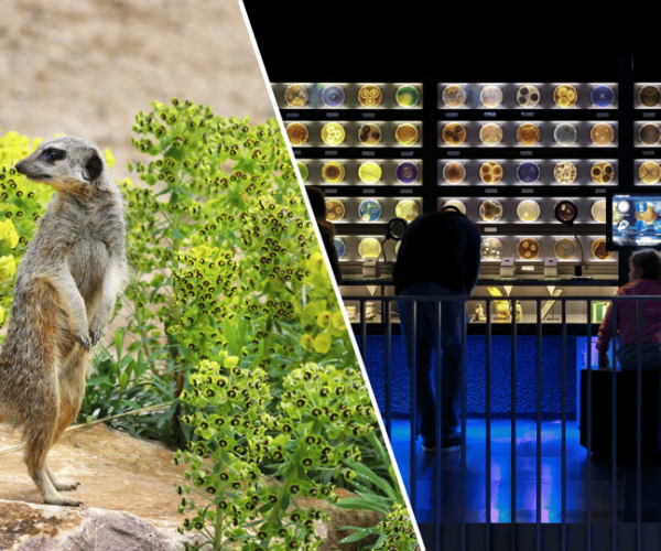 Amsterdam: Artis Royal Zoo & ARTIS-Micropia Combiticket – Amsterdam, Netherlands