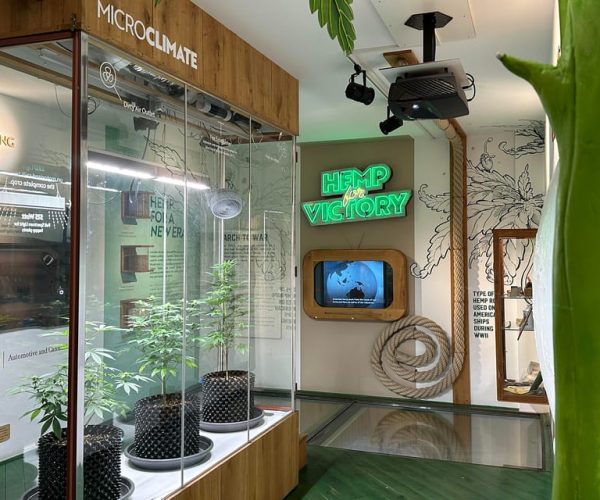 Amsterdam: Cannabis Museum Entry Ticket – North Holland, Netherlands