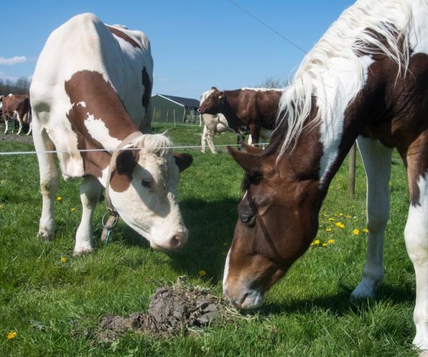 Amsterdam: Full-Day Countryside Tour – North Holland, Netherlands