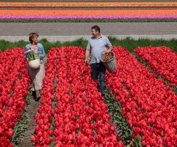 Amsterdam: Keukenhof, Tulip Farm Full-Day Tour with Cruise – South Holland, Netherlands