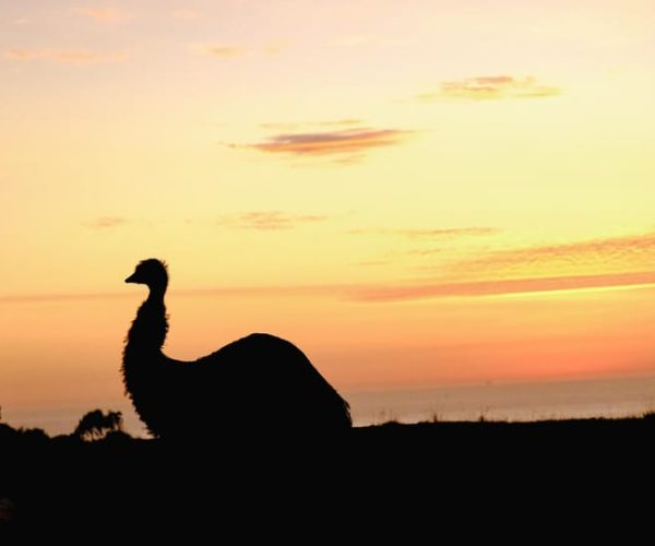 Apollo Bay: Dusk Discovery Great Ocean Road Wildlife Tour – Victoria, Australia, Australia