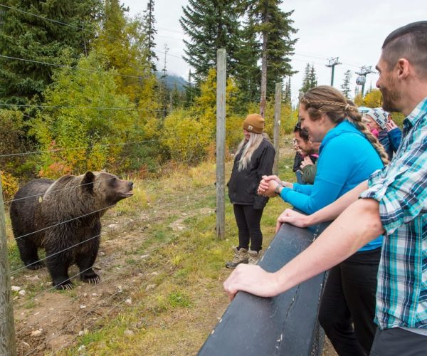 Banff: Grizzly Bear Refuge Tour with Lunch – Yoho National Park Of Canada, Canada