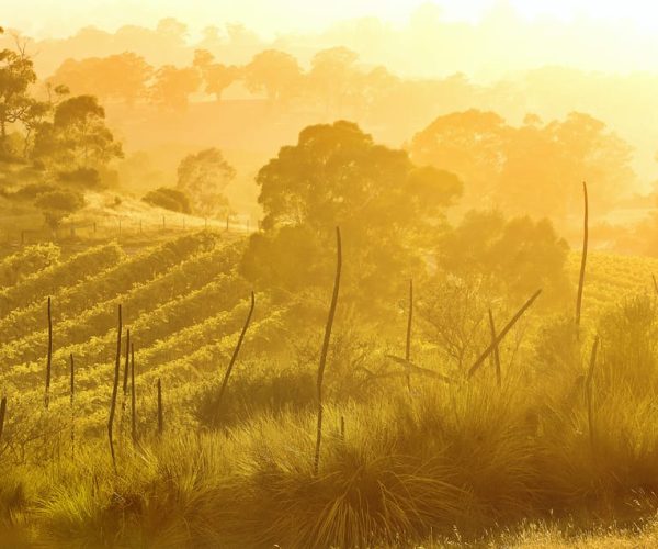 Barossa Valley: Two Hands Flagship Vineyard Experience – South Australia, Australia