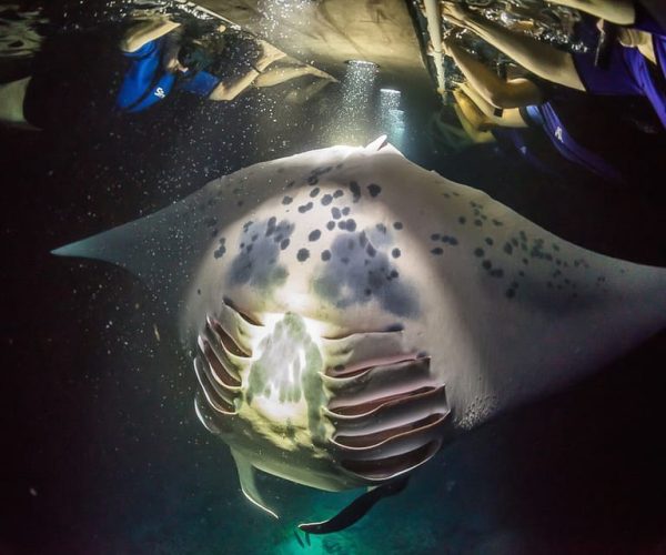 Big Island: Night Swim with Manta Ray with Hot Chocolate – Kahaluu-Keauhou, Hawaii