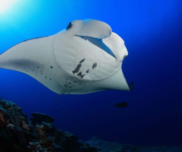 Big Island: Snorkel with Manta Rays – Manta Guarantee – Kahaluu-Keauhou, Hawaii