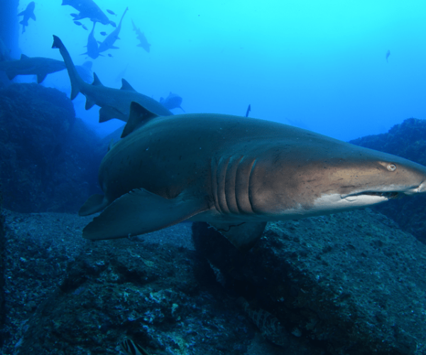 Bondi: Shark Dive at Bushrangers Bay for Certified Divers – New South Wales, Australia