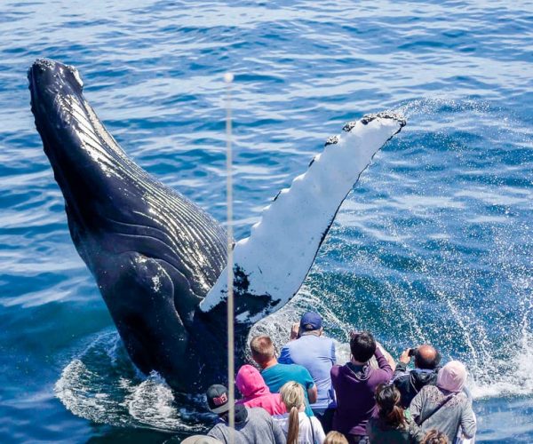 Boston: Whale Watching Catamaran Cruise – Boston, Massachusetts