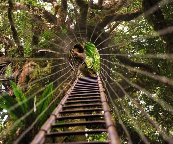 Brisbane: O’Reillys Tree Top Walk – Brisbane, Australia