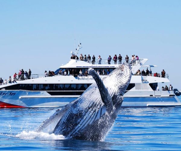 Brisbane: Whale Watching Cruise with Lunch – Brisbane, Australia