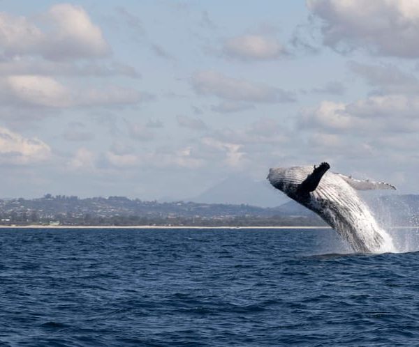 Brunswick Heads: Byron Bay Whale Watching Cruise – Byron Bay, Australia