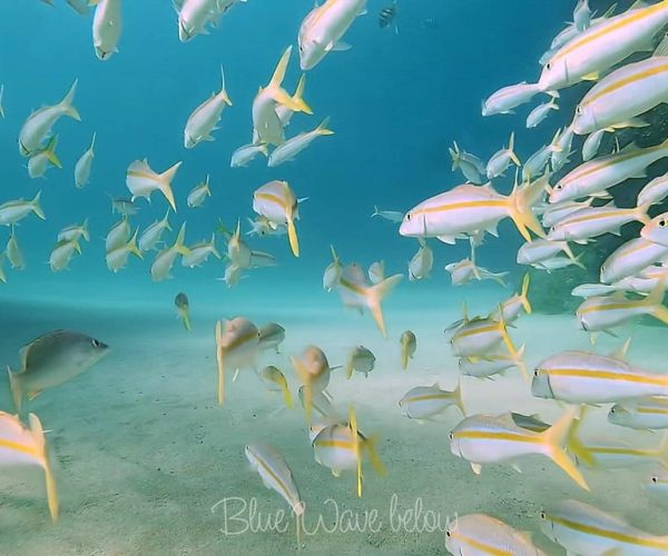 Cabo San Lucas: Corridor Dive Experience – Cabo San Lucas, Mexico