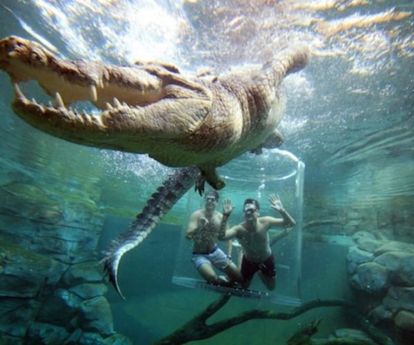 “Cage Of Death” Crocodile Swim and Entry to Crocosaurus Cove – Darwin, Australia