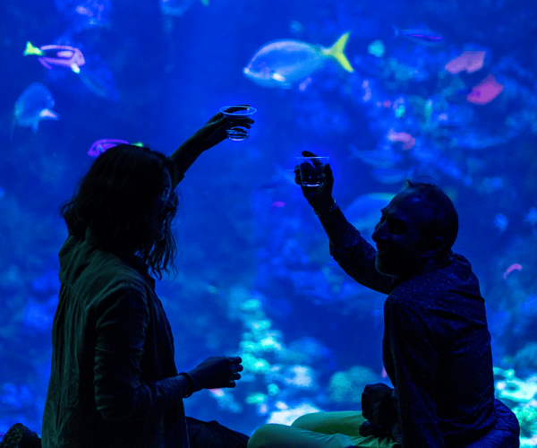 California Academy of Sciences NightLife Plus Admission – San Francisco, California