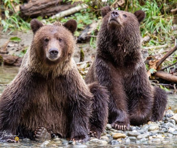 Campbell River: Full-Day Grizzly Bear Tour With Lunch – British Columbia, Canada