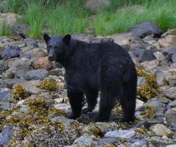 Campbell River: Whale & Wildlife Discovery Cruise – British Columbia, Canada