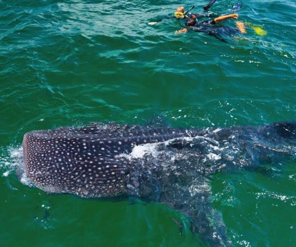 Cancun Whale Shark Swimming Adventure – Cancun, Mexico