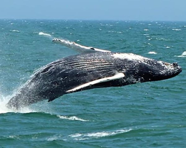 Cape May: Jersey Shore Whale and Dolphin Watching Cruise – Cape May, New Jersey