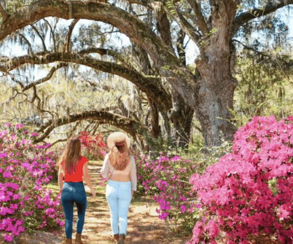 Charleston: Historic City Tour & Magnolia Plantation Combo – Charleston, South Carolina