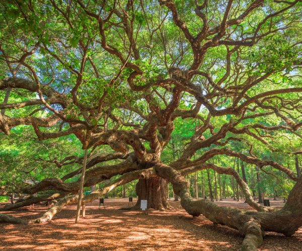 Charleston: Wadmalaw Island Wine Tasting and Tea Garden Trip – Charleston, South Carolina