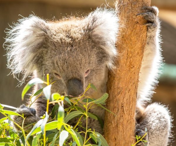 Cleland Wildlife Park Experience with Mount Lofty Summit – Adelaide, Australia