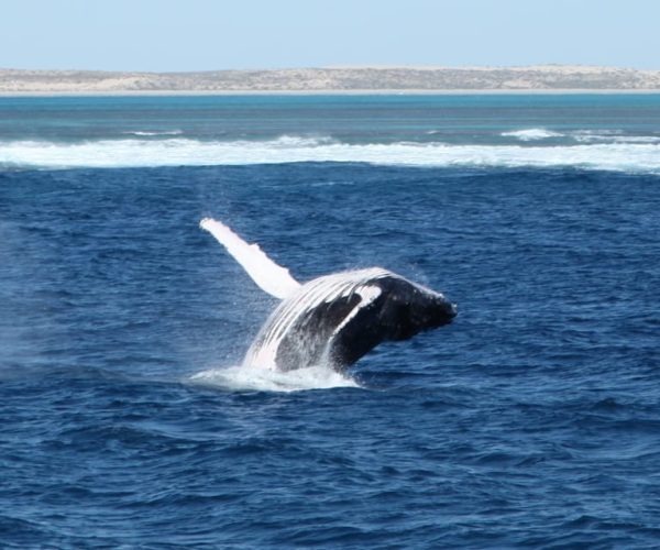 Coral Bay: 3-Hour Whale Watching Experience – Western Australia, Australia