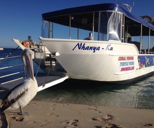 Coral Bay: Ningaloo Reef 3-Hour Turtle Ecotour – Western Australia, Australia