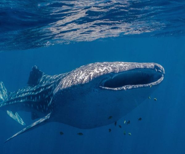 Coral Bay: Ningaloo Reef Swim and Snorkel with Whale Sharks – Western Australia, Australia