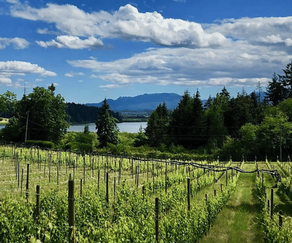 Cowichan Valley Premium Wine Tour – British Columbia, Canada