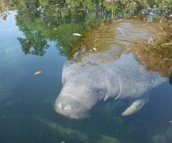 Crystal River: Manatee Viewing Cruise – Crystal River, Florida