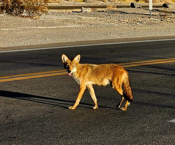 Death Valley national park tour from Las Vegas – California, California