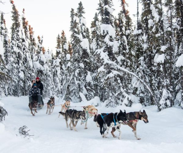 Dogsled and Reindeer Day Trip to Borealis Basecamp – Alaska, United States