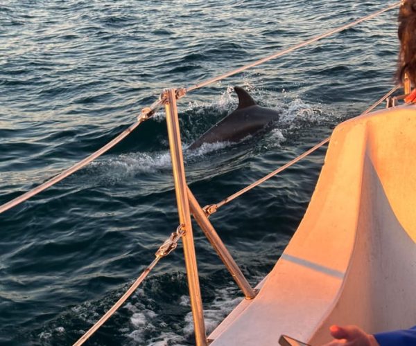 Dolphin Sighting Sunset Tour – Santa Monica, California