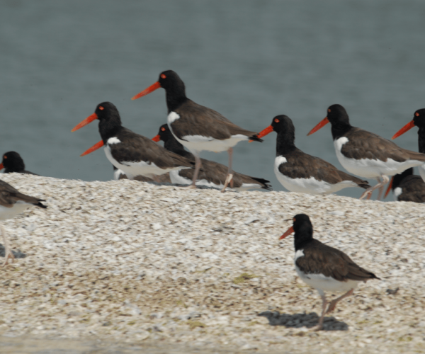 Everglades: Birding, Wildlife, and Photography Expedition – Homestead, Florida