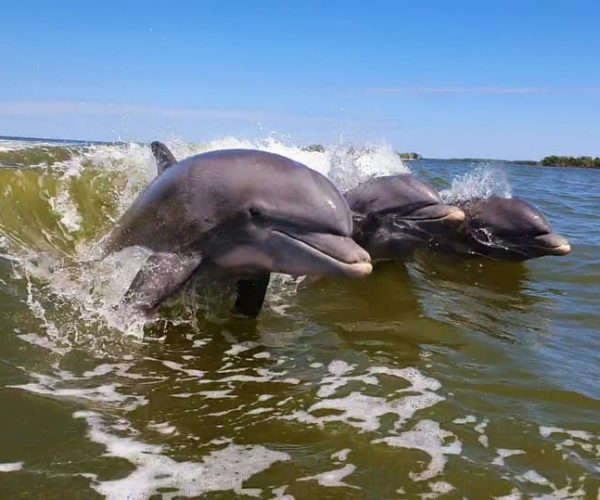 Everglades National Park: Motorboat Eco Tour – Everglades City, Florida