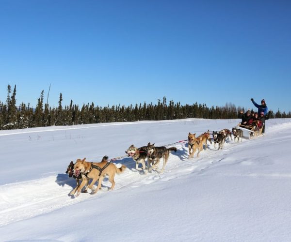 Fairbanks: 1-Hour Alaskan Winter Dog Sledding Adventure – Alaska, United States