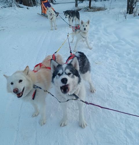 Firewalkers Alaskan Malamutes the State dog of Alaska – North Pole, Alaska