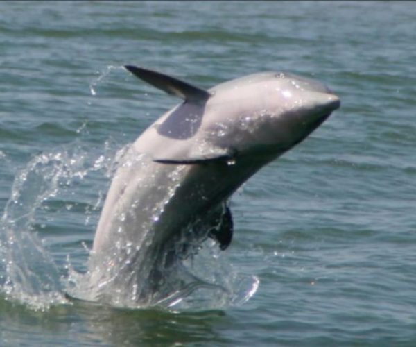 Folly Beach: Morris Island Dolphin Watching Boat Cruise – Charleston, South Carolina