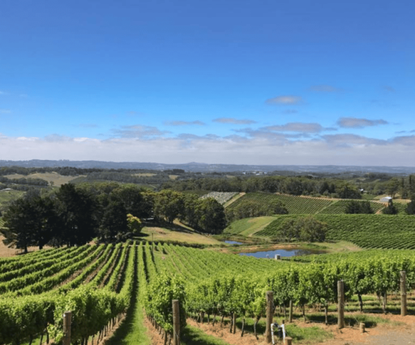 From Adelaide: Divine Wine Tour in the Adelaide Hills – Adelaide, Australia